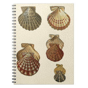 Crackled Antique Shells Notebook