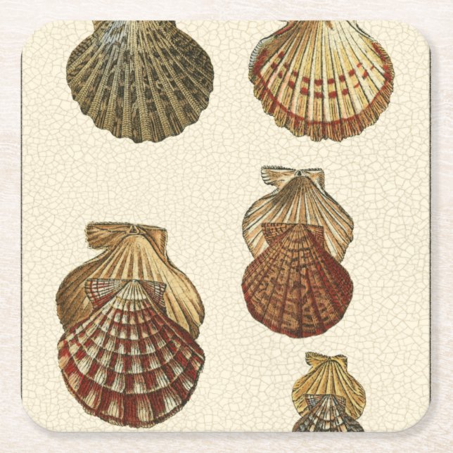 Crackled Antique Shells Square Paper Coaster (Front)
