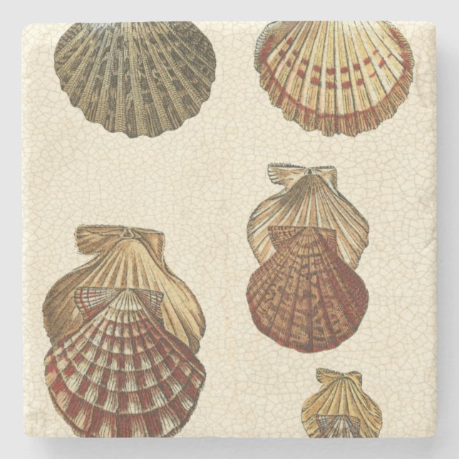 Crackled Antique Shells Stone Coaster (Front)