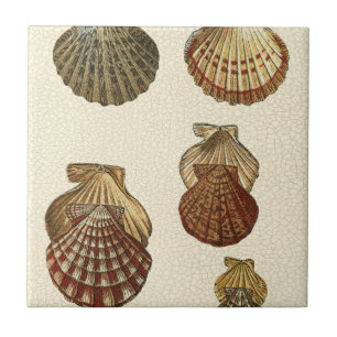 Crackled Antique Shells Tile