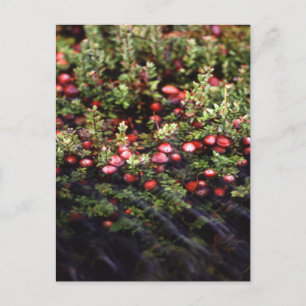 Cranberry Bog Postcard