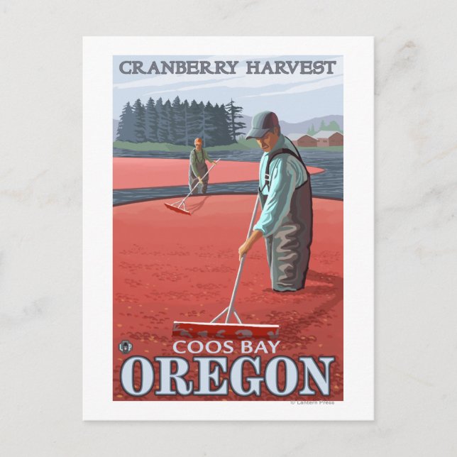 Cranberry Bogs Harvest - Coos Bay, Oregon Postcard (Front)