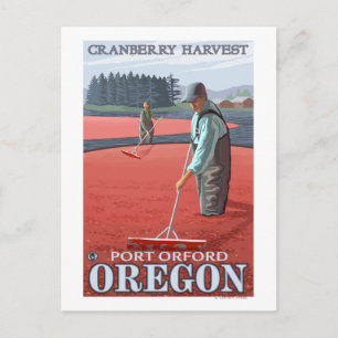 Cranberry Bogs Harvest - Port Orford, Oregon Postcard