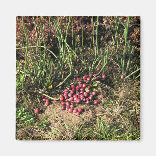 Cranberry Farm, Long Beach, Washington Magnet