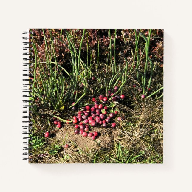 Cranberry Farm, Long Beach, Washington Notebook (Front)