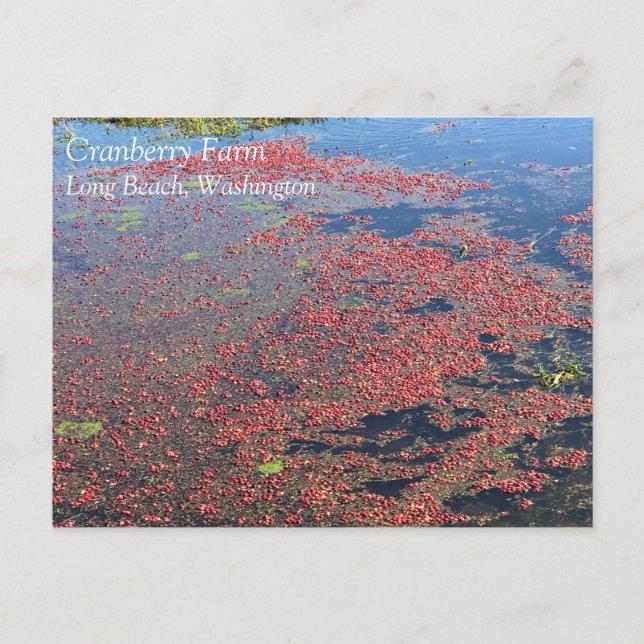 Cranberry Farm, Long Beach, Washington Postcard (Front)