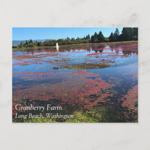 Cranberry Farm, Long Beach, Washington Postcard