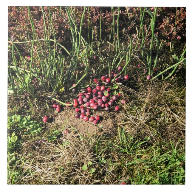 Cranberry Farm, Long Beach, Washington Tile (Front)