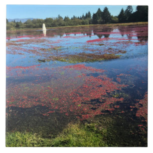 Cranberry Farm, Long Beach, Washington Tile