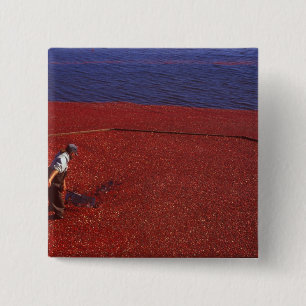Cranberry Harvest, Middleboro, MA, USA 2 Inch Square Button