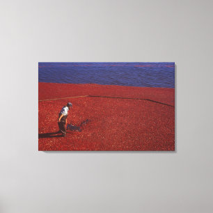 Cranberry Harvest, Middleboro, MA, USA Canvas Print