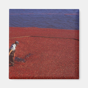 Cranberry Harvest, Middleboro, MA, USA Magnet