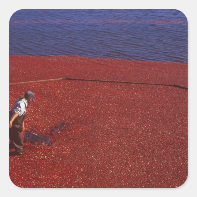 Cranberry Harvest, Middleboro, MA, USA Square Sticker (Front)