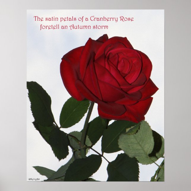 Cranberry Rose Poster 16x20 ROSE & PROSE (Front)