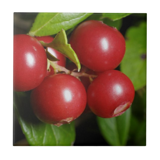 Cranberry Tile (Front)