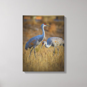 crane canvas print