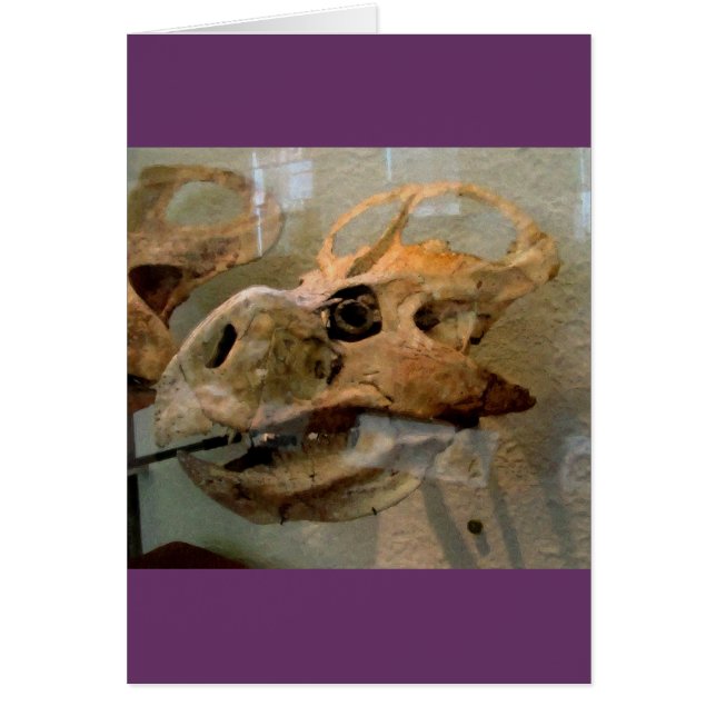 Crâne Dino (Devant)