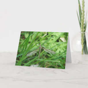 Crane Fly Greeting Card