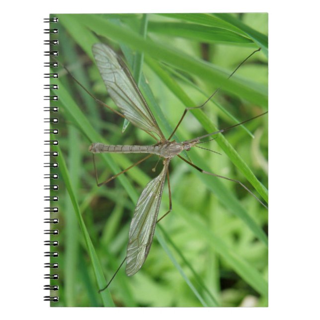 Crane Fly Notebook (Front)