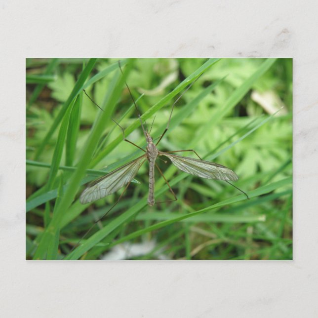 Crane Fly Postcard (Front)