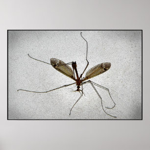 Crane Fly Poster