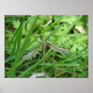 Crane Fly Print