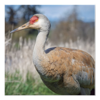 Crane View Photo Print