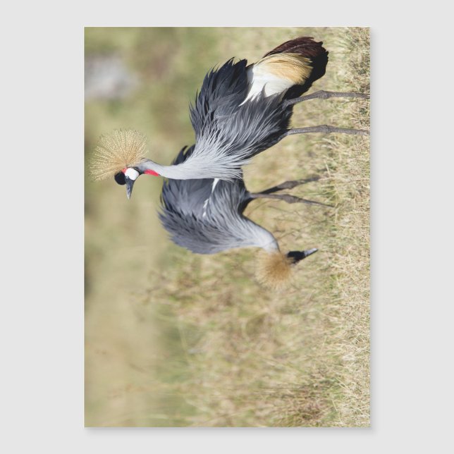 Cranes at Masai Mara (Front)