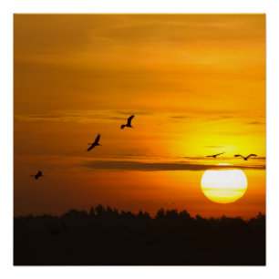 Cranes at sunrise poster