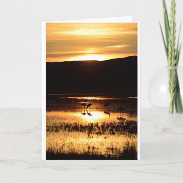 Cranes feeding at sunset card (Front)