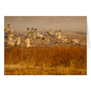 Cranes over golden field