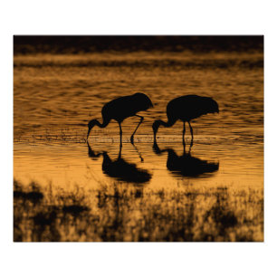 Cranes Silhouetted by the Sunset Photo Print