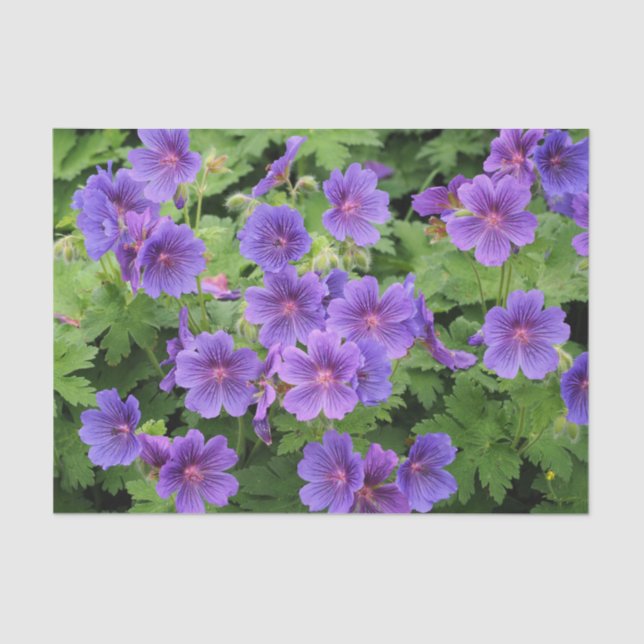 Cranesbill Geranium Tissue Paper (Front)