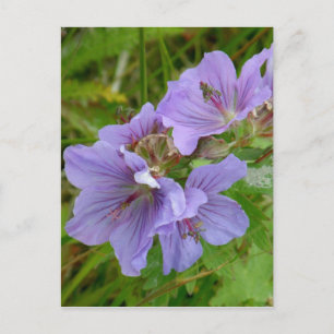 Cranesbill Geraniums, Unalaska Island Postcard