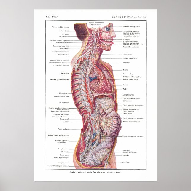 Cranial & Visceral Nerves Anatomy Poster French (Front)
