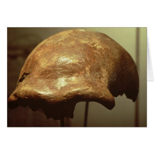 Cranium of a Neanderthal