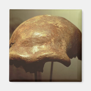 Cranium of a Neanderthal Magnet