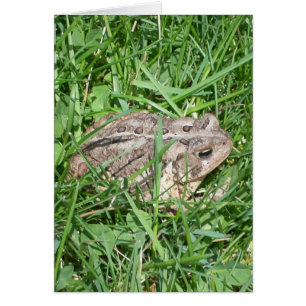 Crapaud dans l'herbe