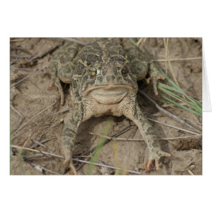 Crapaud de prairie R10