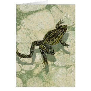 Crapaud Swinning dans l'eau