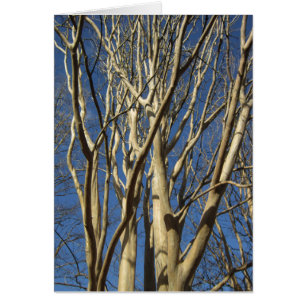 Crape Myrtle In Winter