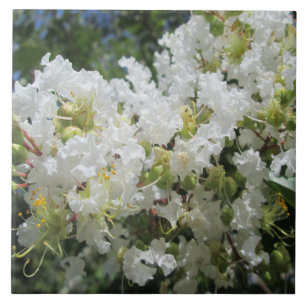 Crape Myrtle Tree Close Tile