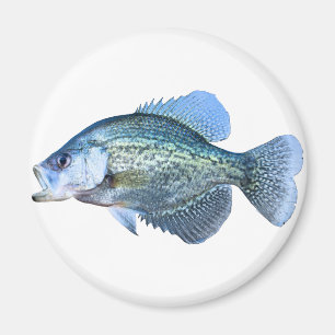 Crappie fishing magnet