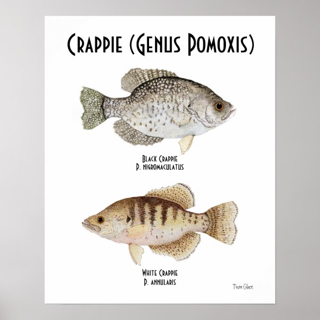 Crappie Poster (Front)