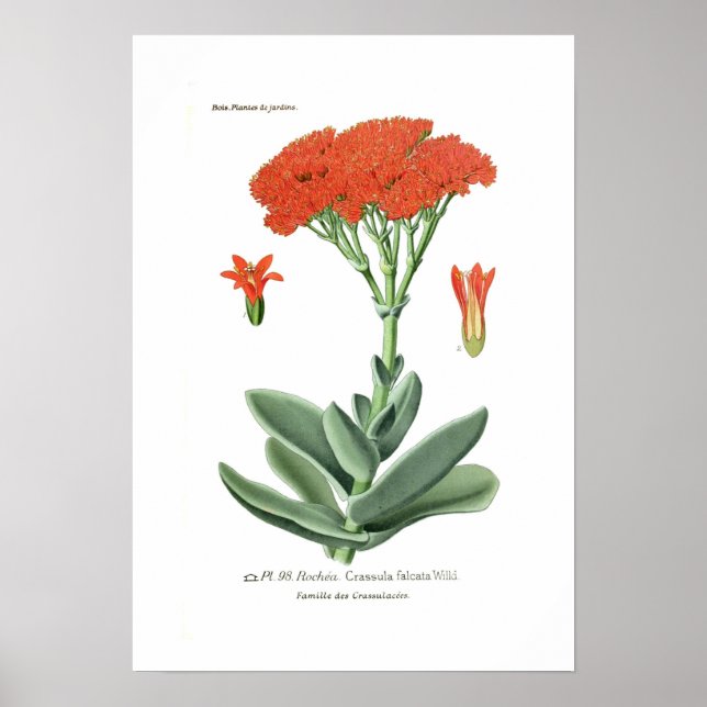 Crassula falcata poster (Front)