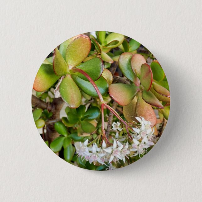 Crassula ovata Badge 2 Inch Round Button (Front)