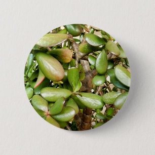 Crassula ovata Badge 2 Inch Round Button