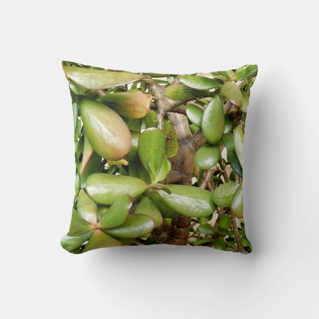 Crassula ovata Lance Coussin (Recto)