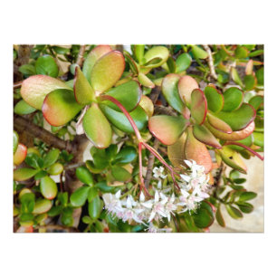 Crassula ovata photo print