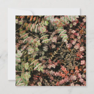 Crassula perforata